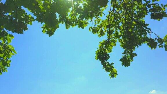 美丽的橡树叶在蓝天的映衬下摇曳
