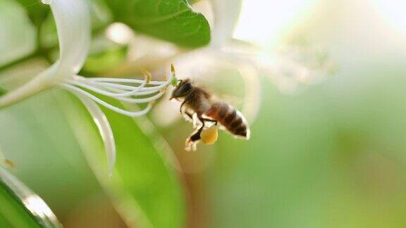蜜蜂在花周围采花蜜