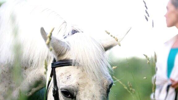 马在夏天的草地上吃绿草
