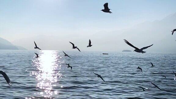一群海鸥在瑞士的阿尔卑斯湖上飞翔
