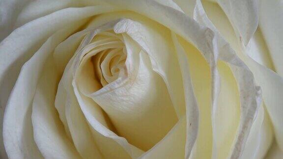 美丽盛开的白玫瑰特写锅