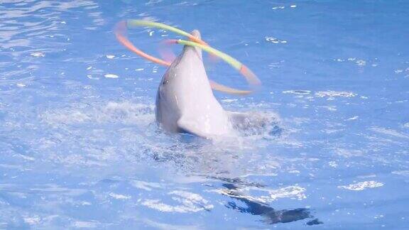 在海豚表演中训练海豚在水池中旋转和转一圈虐待动物海洋动物训练概念