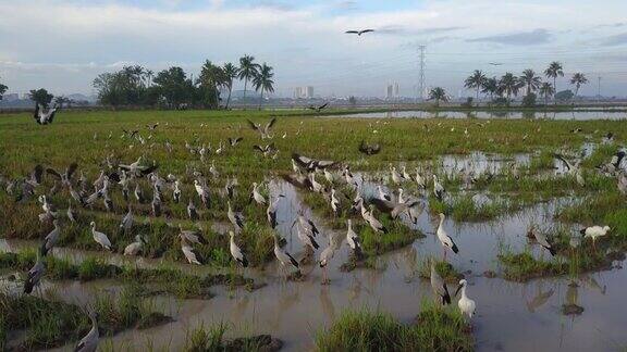 亚洲鸟飞到稻田里寻找食物