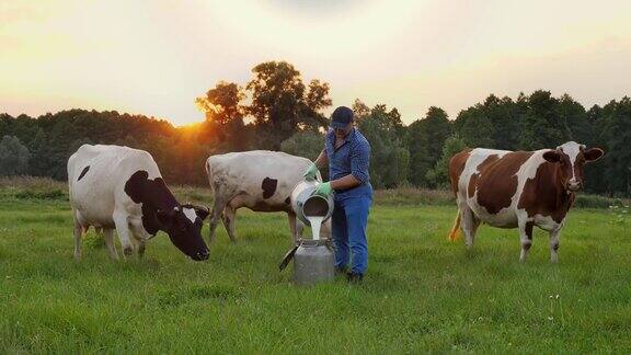 牛奶新鲜夕阳西下法默正在绿色的草地上把鲜奶倒进牛奶罐里背景是奶牛挤奶奶牛场乳制品农业