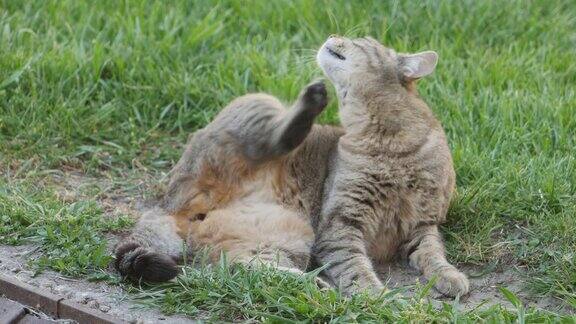一只猫躺在草地上抓脖子猫抓自己-宠物过敏或外部寄生虫问题