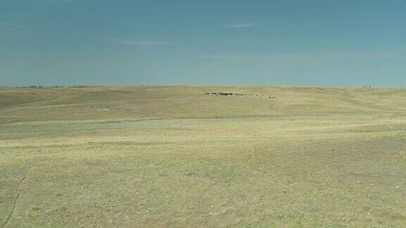 无人机飞过干枯的草地飞向牛群