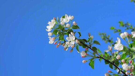 苹果花一枝