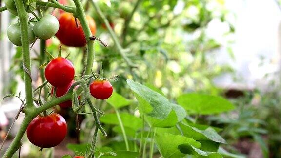 温室里的红番茄