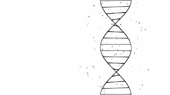 DNA结构分子旋转