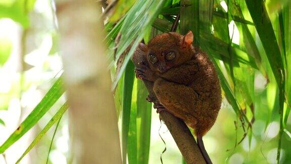 在丛林的一棵树上休息的野生眼镜猴