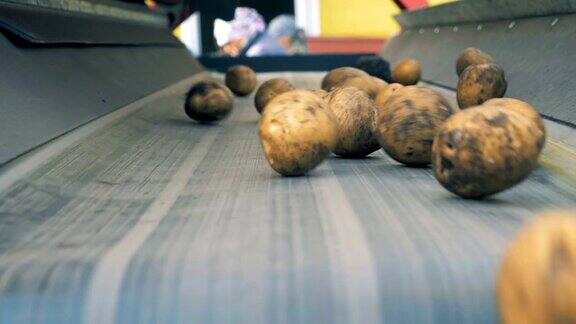 土豆块茎从运输车上掉下来农业耕作