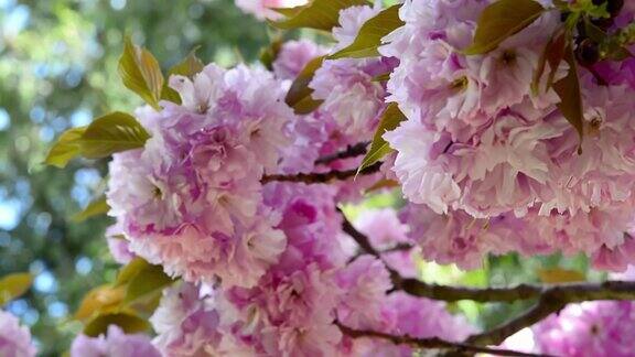 樱花背景蓝色的天空樱花树粉红色的樱花