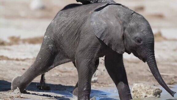 小象不用鼻子喝水