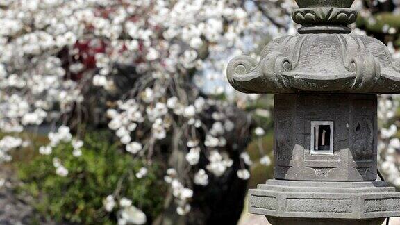 高清:日本石灯笼背后有樱花(视频)