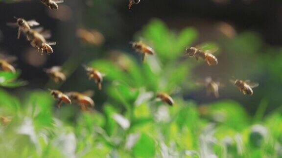 一群蜜蜂的慢镜头蜜蜂围着蜂巢飞来飞去