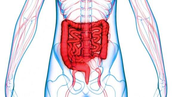 人体消化系统大小肠解剖动画概念