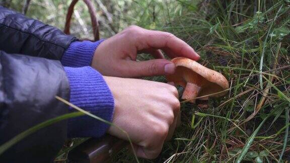 秋天森林里的蘑菇手采野生食用蘑菇(松乳菇)