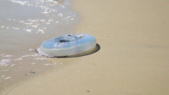 白色水母被抛到沙滩上