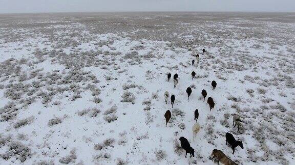 鸟瞰图一群马在冬天穿过白雪覆盖的沙漠哈萨克斯坦西部Mangyshlak半岛
