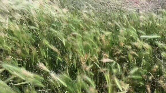草在风中飘扬