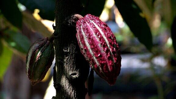 厄瓜多尔树上五颜六色的紫色可可豆荚
