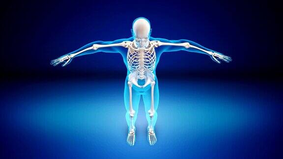 人类骨骼x射线-可循环(alpha通道)-4K