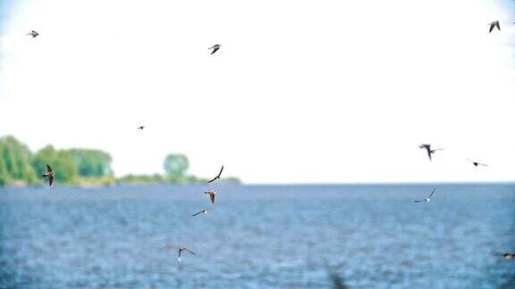 夏日里一群燕子飞过河上