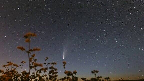 白俄罗斯2020年7月18日彗星NeowiseC2020F3在开花荞麦农田上方的星空7月的夜星距离1.04亿公里的彗星4K时间间隔