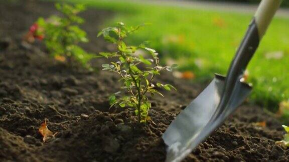 铲子在花园里抚育植物的特写
