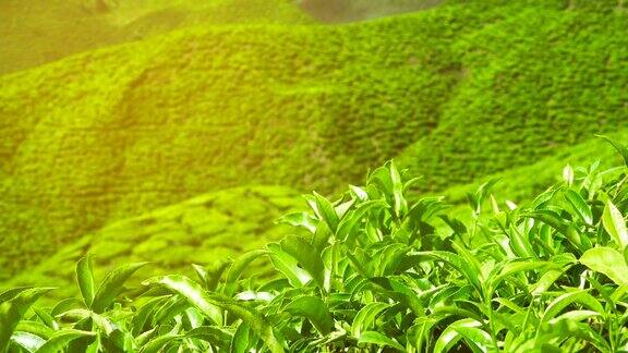 新鲜的绿茶叶子