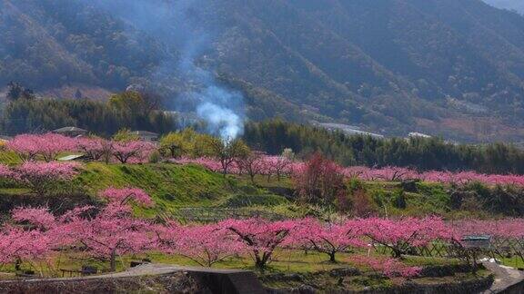 山梨县阜阜市桃花盛开的风景