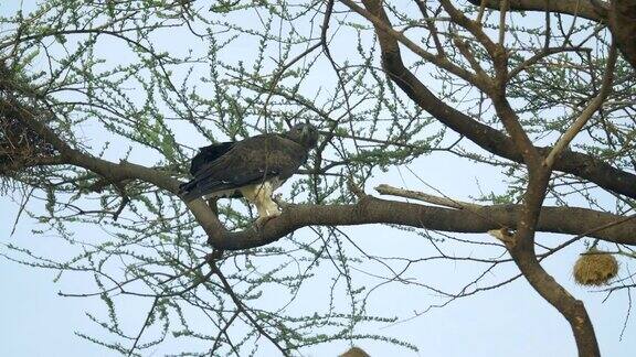 肯尼亚桑布鲁国家公园树上的鹰