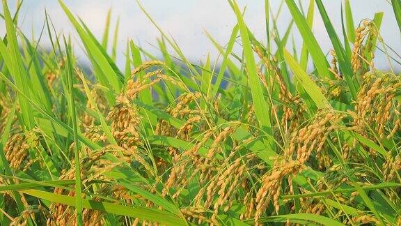 风景优美的日本花