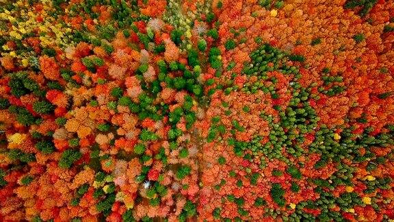 鸟瞰图:在喀尔巴阡山美丽的混交林在秋天充满活力的颜色