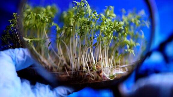 科学家在实验室的放大镜下观察微绿色植物