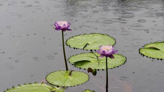 美丽的紫睡莲在雨天超级慢镜头
