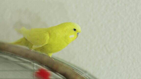 黄色波浪鹦鹉