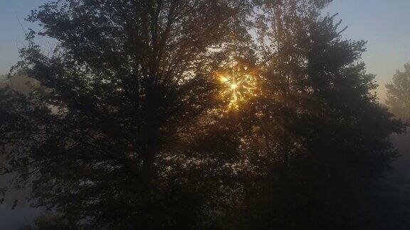 清晨的阳光洒在树间秋天