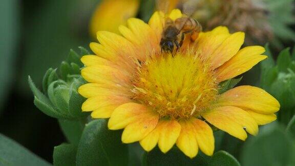蜜蜂采集花蜜