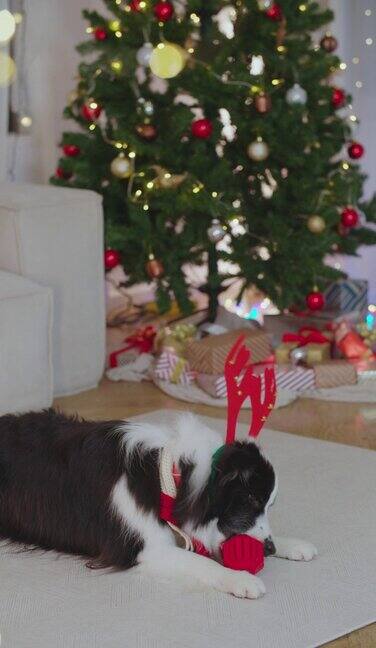 有趣的狗享受圣诞假期派对可爱的小狗宠物在家里