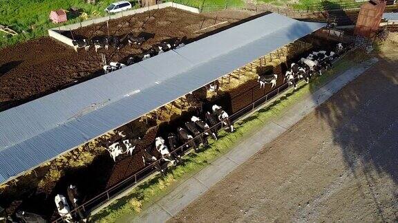 无人机在美国犹他州的奶牛场