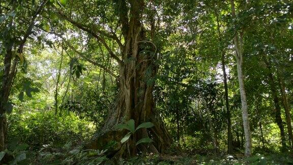 在阳光下的热带森林中大榕树被平移拍摄