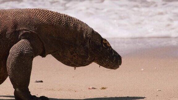 这是一只科莫多巨蜥在科莫多岛的大海前行走并伸出舌头的特写