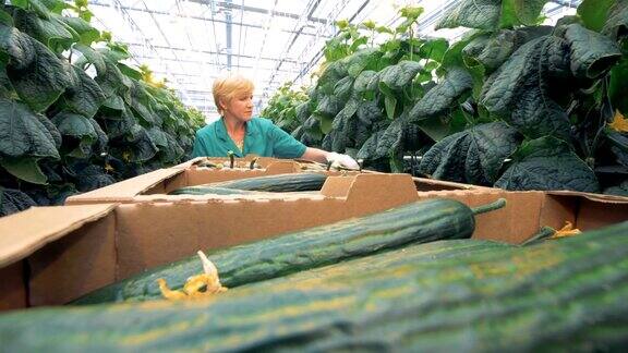 女绿化工人正在检查幼苗成熟的黄瓜