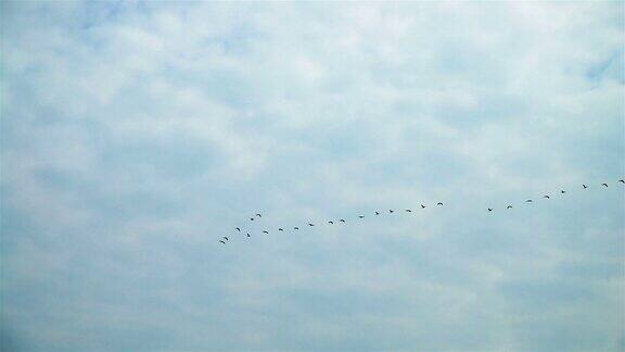 空中的候鸟鸟类在飞行