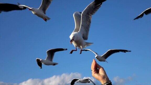 近距离观察:可爱、好奇的海鸥在飞行时捕捉食物并吃掉它