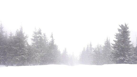 圣诞冷杉树在冬天的雪野森林下雪