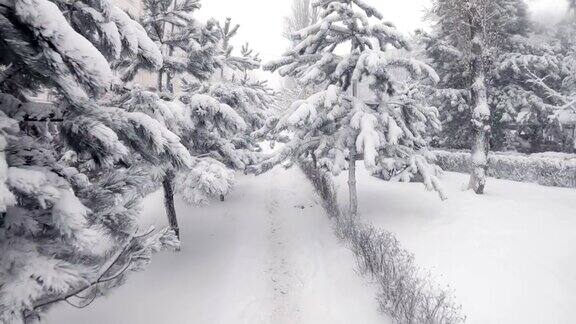 冬季暴风雪公园