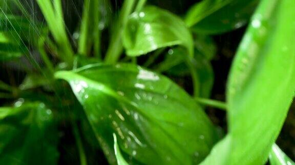 绿叶在雨滴里