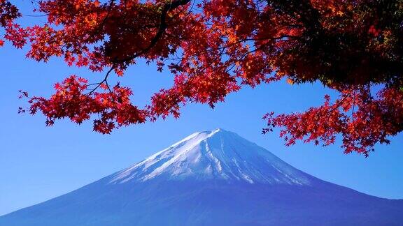 日本川口湖富士山秋日红枫